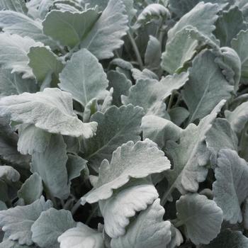 Senecio cineraria - 'New Look®' Dusty Miller Senecio cineraria - 'New Look®' Dusty Miller