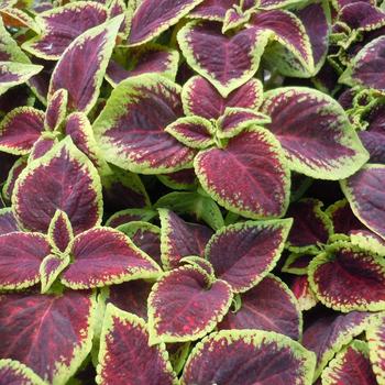 coleus - Wizard® 'Scarlet' coleus - Wizard® 'Scarlet'