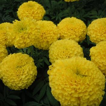 Tagetes erecta - Marigold Tagetes erecta - Marigold