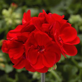 Pelargonium (Interspecific Geranium) - Calliope® Medium Bright Scarlet Dark Leaf Pelargonium (Interspecific Geranium) - Calliope® Medium Bright Scarlet Dark Leaf