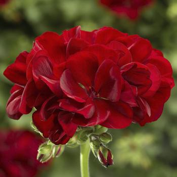 Pelargonium (Interspecific Geranium) - Calliope® Medium Dark Red Green Leaf Pelargonium (Interspecific Geranium) - Calliope® Medium Dark Red Green Leaf