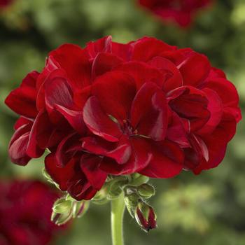 Pelargonium (Interspecific Geranium) - Calliope® Medium Dark Red Green Leaf