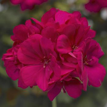 Pelargonium (Interspecific Geranium) - Calliope® Medium Hot Pink Pelargonium (Interspecific Geranium) - Calliope® Medium Hot Pink