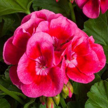 Pelargonium (Interspecific Geranium) - Calliope® Medium Rose Mega Splash Improved Pelargonium (Interspecific Geranium) - Calliope® Medium Rose Mega Splash Improved