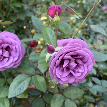 Rosa (Rose) - Sunbelt® 'Plum Perfect™'