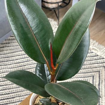Ficus elastica - Chroma® 'Burgundy' Rubber Tree Ficus elastica - Chroma® 'Burgundy' Rubber Tree