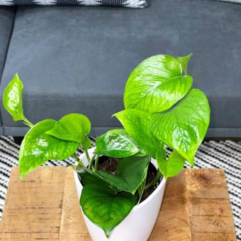 Epipremnum aureum - Beautifall® 'Jade' Pothos Epipremnum aureum - Beautifall® 'Jade' Pothos