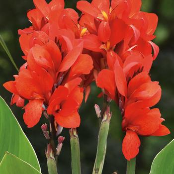 Canna x generalis - Toucan® Scarlet Improved Canna Lily Canna x generalis - Toucan® Scarlet Improved Canna Lily