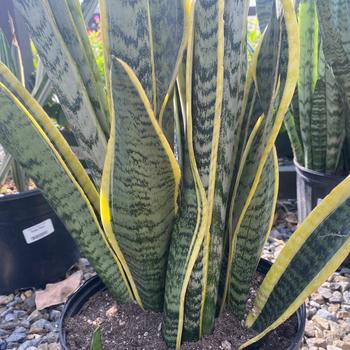 Sansevieria trifasciata - 'Laurentii' Mother In-law's Tongue Sansevieria trifasciata - 'Laurentii' Mother In-law's Tongue