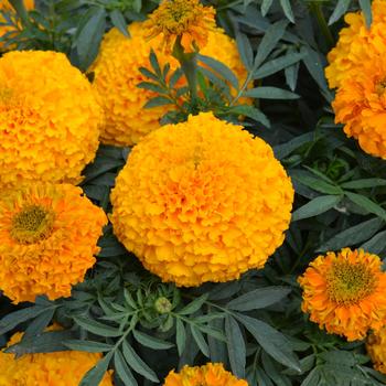 Tagetes erecta - 'Big Duck Gold' Marigold Tagetes erecta - 'Big Duck Gold' Marigold