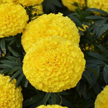 Tagetes erecta - 'Big Duck Yellow' Marigold Tagetes erecta - 'Big Duck Yellow' Marigold