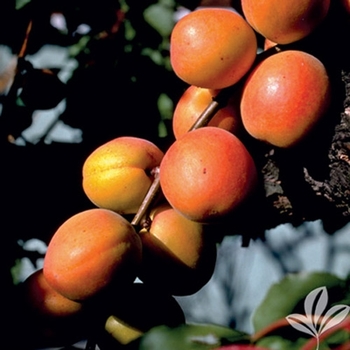 Prunus armeniaca - Chinese Apricot