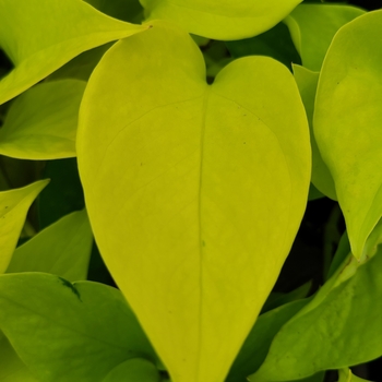 Epipremnum aureum - 'Neon' Pothos Epipremnum aureum - 'Neon' Pothos