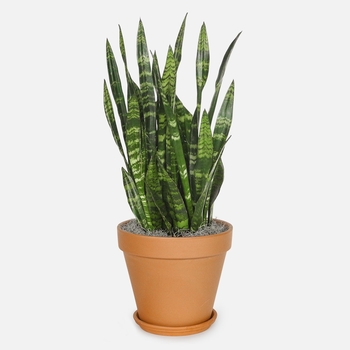 Sansevieria trifasciata - 'Black Coral' Mother In-law's Tongue Sansevieria trifasciata - 'Black Coral' Mother In-law's Tongue