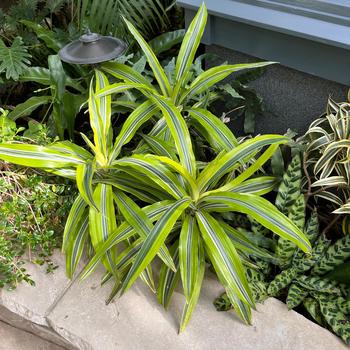 Dracaena deremensis - 'Lemon Surprise' Dracaena deremensis - 'Lemon Surprise'