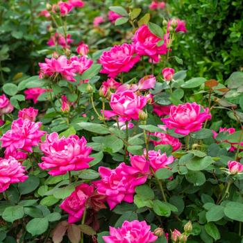 Rosa (Shrub Rose) - Knock Out® Pink Double