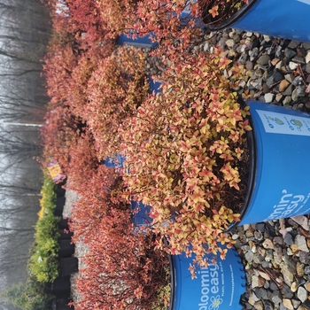 Spiraea japonica - Spirea Spiraea japonica - Spirea