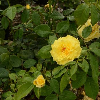 Rosa - 'Sunsprite' Rose
