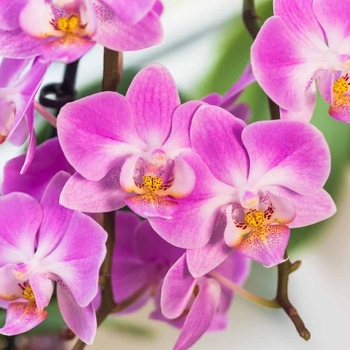 Phalaenopsis - Moth or Waterfall Orchid Phalaenopsis - Moth or Waterfall Orchid