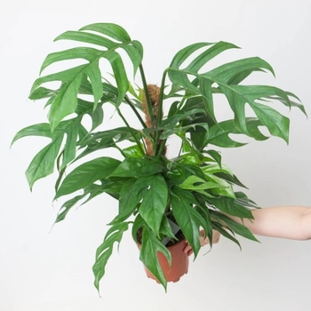 Epipremnum pinnatum - 'Baltic Blue' Pothos Epipremnum pinnatum - 'Baltic Blue' Pothos