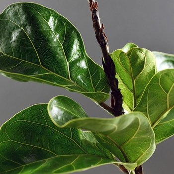 Ficus lyrata - Fiddle Leaf Fig Ficus lyrata - Fiddle Leaf Fig