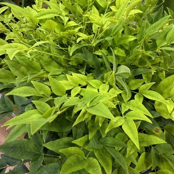 Nandina domestica - 'Lemon Lime' Heavenly Bamboo Nandina domestica - 'Lemon Lime' Heavenly Bamboo