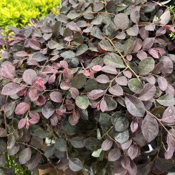 Loropetalum chinense - 'Purple Pixie®' Chinese Fringe-flower Loropetalum chinense - 'Purple Pixie®' Chinese Fringe-flower
