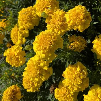 Tagetes patula (French Marigold) - Bonanza 'Yellow' Tagetes patula (French Marigold) - Bonanza 'Yellow'