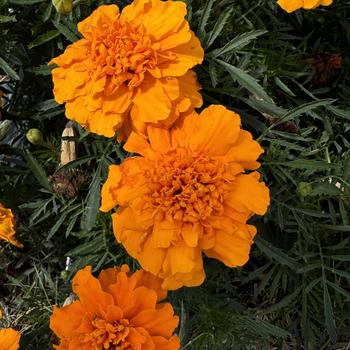 Tagetes patula (Marigold) - Super Hero™ Orange Tagetes patula (Marigold) - Super Hero™ Orange