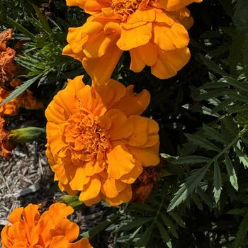 Tagetes patula (French Marigold) - Durango® Orange Tagetes patula (French Marigold) - Durango® Orange