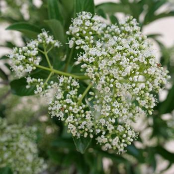 Viburnum x - Yardline® Viburnum x - Yardline®