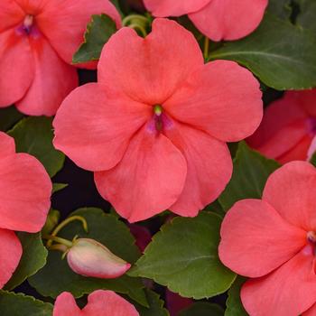 Impatiens walleriana - Beacon™ Coral Improved Impatiens walleriana - Beacon™ Coral Improved