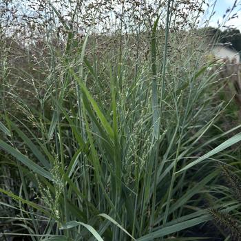 Panicum virgatum - 'Prairie Dog' Switchgrass Panicum virgatum - 'Prairie Dog' Switchgrass