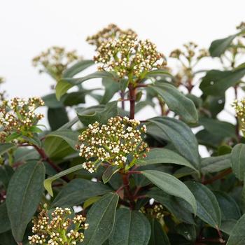 Viburnum - Moonlit Lace® Viburnum - Moonlit Lace®