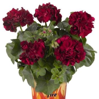Pelargonium peltatum - Great Balls of Fire™ Merlot Ivy Geranium Pelargonium peltatum - Great Balls of Fire™ Merlot Ivy Geranium