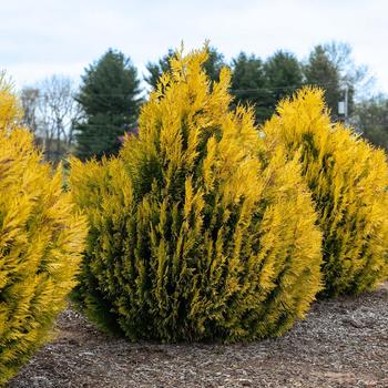 Thuja plicata - Forever Goldy™ Giant Arborvitae Thuja plicata - Forever Goldy™ Giant Arborvitae