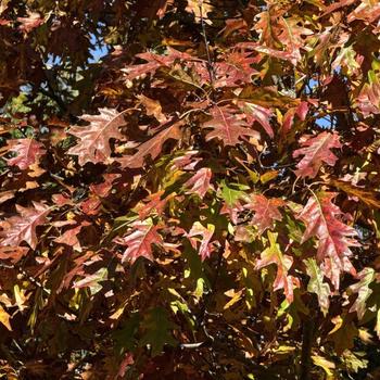 Quercus rubra - Northern Red Oak Quercus rubra - Northern Red Oak