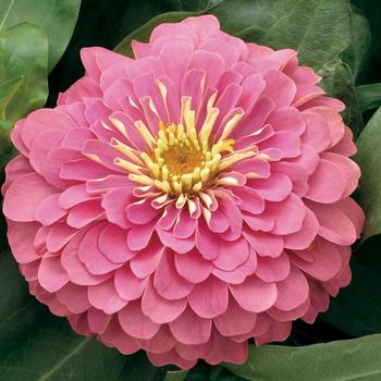 Zinnia elegans - Magellan™ Pink Zinnia elegans - Magellan™ Pink