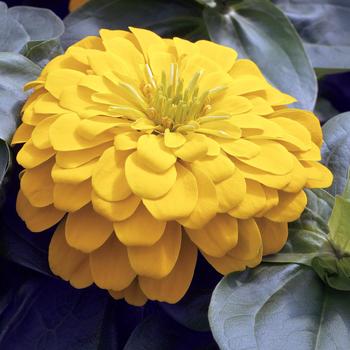 Zinnia elegans - Magellan™ Yellow Zinnia elegans - Magellan™ Yellow