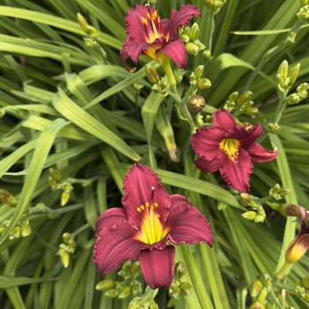 Hemerocallis 'Pardon Me' (Daylily) - Pardon Me Daylily Hemerocallis 'Pardon Me' (Daylily) - Pardon Me Daylily
