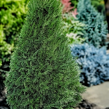 Juniperus chinensis - 'Spartan' Juniper Juniperus chinensis - 'Spartan' Juniper