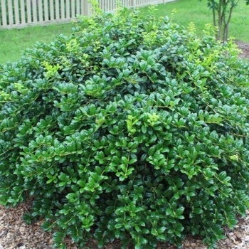 Ilex cornuta - 'Burford' Holly Ilex cornuta - 'Burford' Holly
