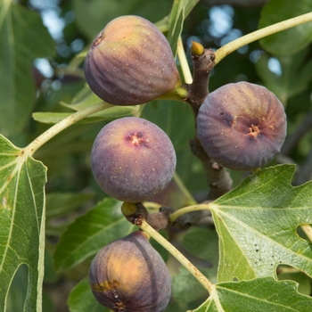 Ficus carica - 'Olympian' Fig Ficus carica - 'Olympian' Fig
