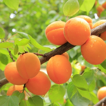 Prunus armeniaca - 'Goldcot' Apricot Prunus armeniaca - 'Goldcot' Apricot