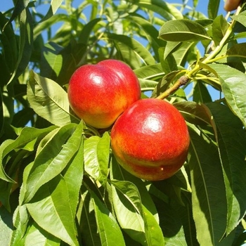 Prunus persica - 'Fantasia' Nectarine Prunus persica - 'Fantasia' Nectarine