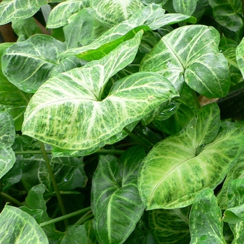 Syngonium - Syngonium Syngonium - Syngonium
