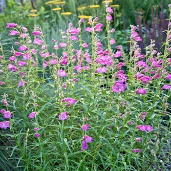 Penstemon x mexicali 'Pikes Peak Purple®' (Beardtongue) - Pikes Peak Purple® Beardtongue Penstemon x mexicali 'Pikes Peak Purple®' (Beardtongue) - Pikes Peak Purple® Beardtongue