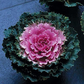 Flowering Kale - Flowering Kale Songbird Pink Flowering Kale - Flowering Kale Songbird Pink