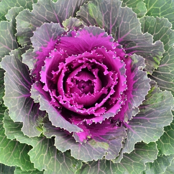 Flowering Kale - Floweirng Kale Songbird Red Flowering Kale - Floweirng Kale Songbird Red