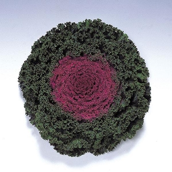 Flowering Kale - Flowering Kale Kamome Red Flowering Kale - Flowering Kale Kamome Red